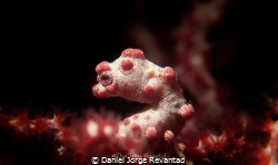 A Healthy pygmy seahorse taken last year in Anda, Bohol. by Daniel Jorge Revantad 